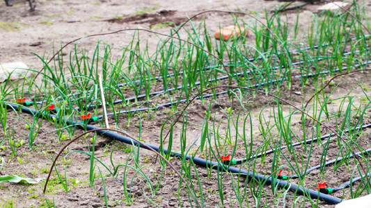 Unblocking clogged the drip tape/drip line emitters