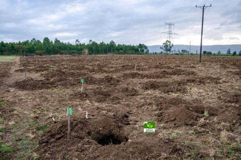 Pixie Oranges Irrigation Project in Nakuru