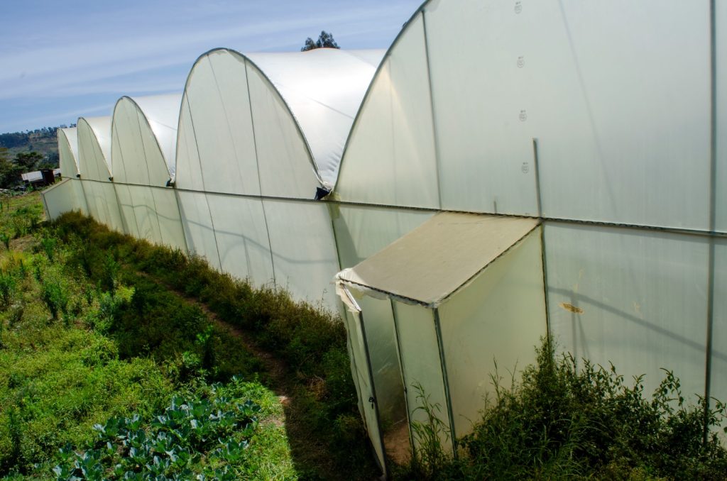 greenhouse construction in olkalao