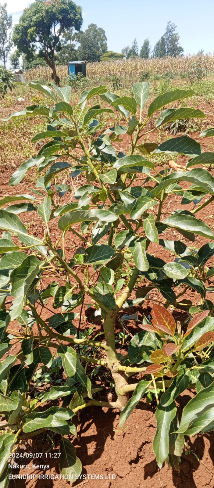 Avocado Drip Irrigation in Kenya (2)