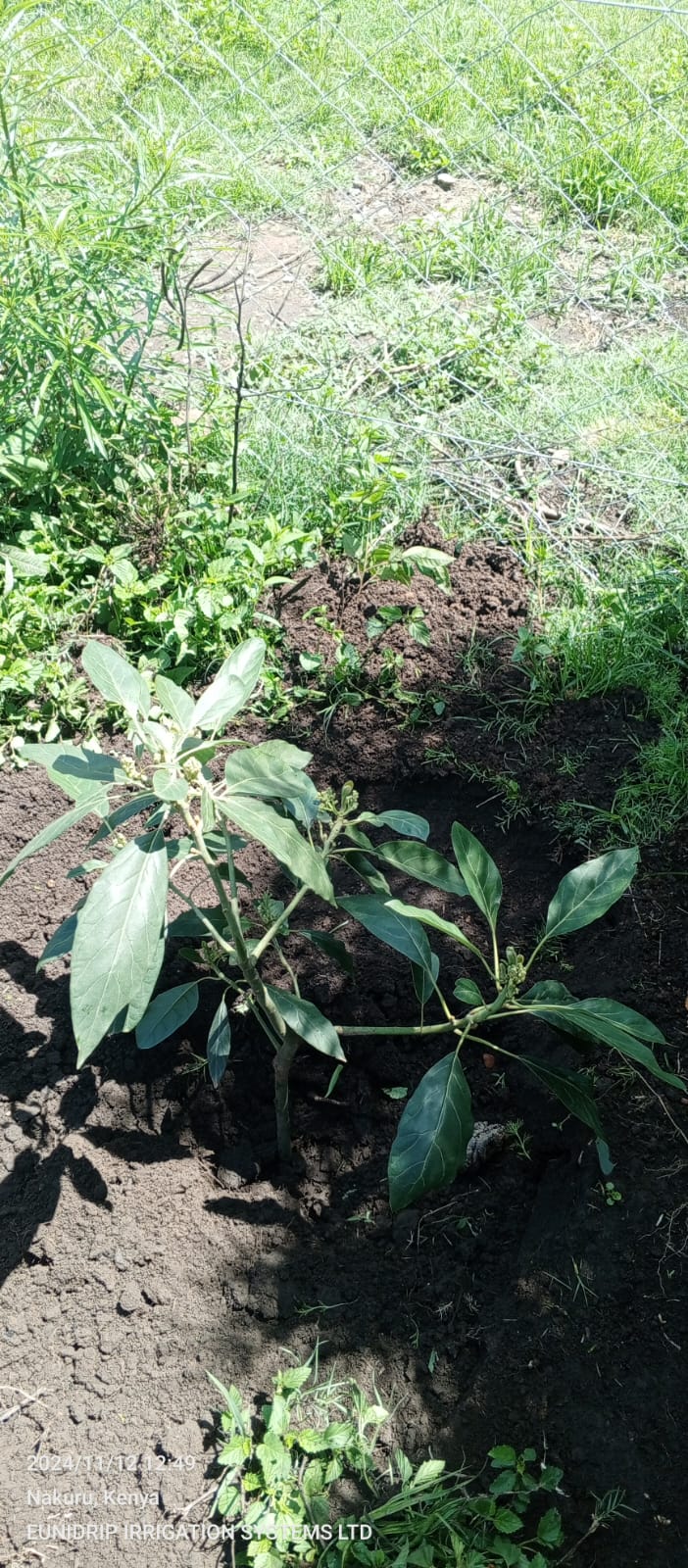 Avocado Drip Irrigation in Kenya (3)