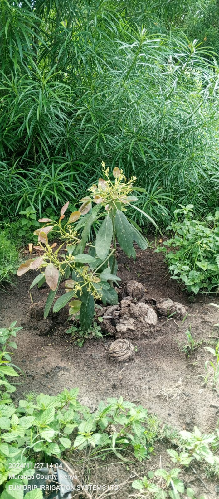 Avocado Drip Irrigation in nairobi