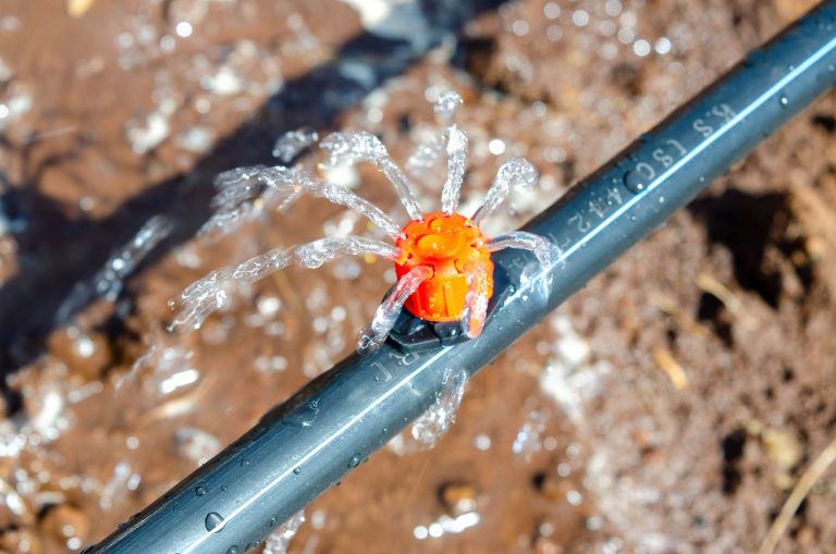 Avocado Drip Irrigation in Kenya