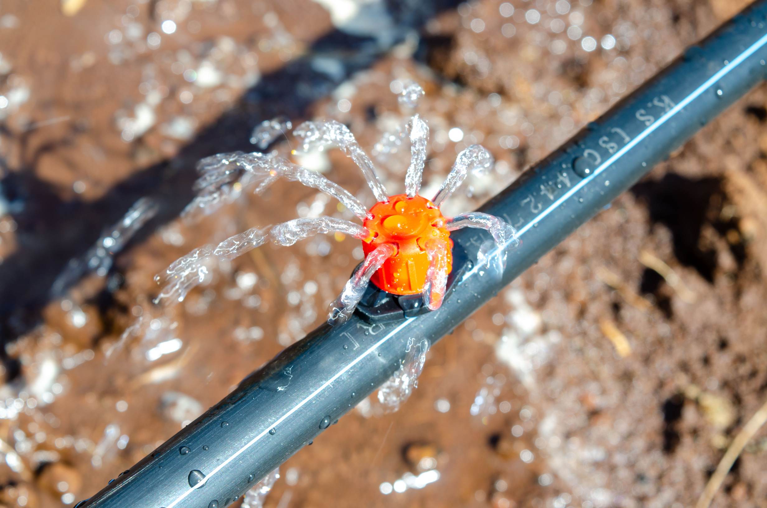 Drip irrigation services Kenya – avocado farm irrigation by Eunidrip