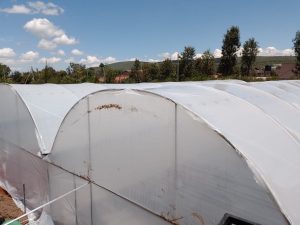 Greenhouse Construction in Nakuru at Muguga Dispensary (2)